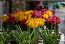 Flower Market Display With Potted Plants, In Bright And Vivid Colors In A Deep Green Hue