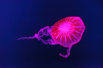 Wall Mural - Fuorescent jellyfish swimming underwater aquarium pool with pink neon light. The South American sea nettle chrysaora plocamia in blue water, ocean. Theriology, tourism, diving, undersea life.