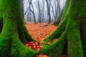 Wall Mural - fall. trees with moss in the misty forest. a view through the trees. dense fog in an autumn forest. 