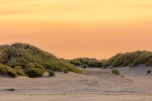 Dune White Sand Beach At Dutch North Sea Coast In The Evening With Golden Sky, European Marram Grass, Ammophila Arenaria Is A Species Of Grass In The Family Poaceae, Terschelling Island, Netherlands.