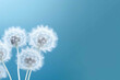 Sky blue background with blurry white dandelions. Trendy color. Concept for celebration background or for projects. Close-up, copy space for text