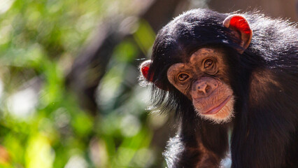 Wall Mural - close-up portrait of a juvenile chimpanzee making eye contact with room for text 