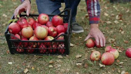 Wall Mural - Juicy seasonal organic farm gardening. Red apples gathering in box.