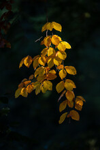 Yellow Beech Leaves With Black Background.