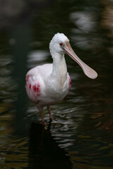 Wall Mural - A pink pinwheel bird walks in the water.