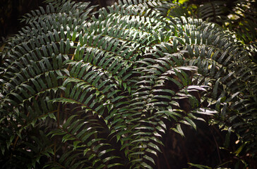 fern leaf background