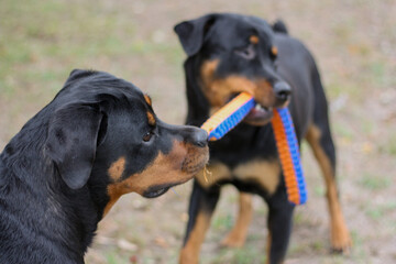 10 month old male and 3 year old female purebred rottweilers playing with a toy 