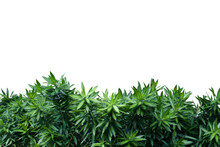 Image Of Green Bushes Isolated On Png File With Transparent Background.