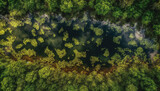 Fototapeta Pomosty - Underwater plant growth in a green summer meadow, nature beauty generated by AI