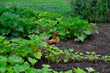 Homegrown vegetable garden with hen and rooster. Outdoor organic garden setting with squash plants growing. Natural backyard garden.