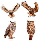 Fototapeta Zwierzęta - Set of Owls