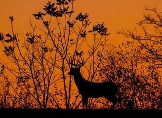 Wall Mural - big buck silhouette at sunset