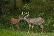 Buck And Doe Touching Noses