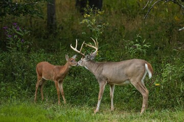 Wall Mural - buck and doe touching noses