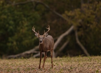 Wall Mural - buck feeding on harvested soybeans