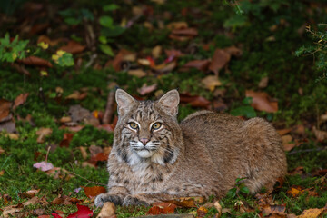 Wall Mural - bobcat relaxing in a forest opening