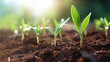 © asta - young sugarcane seedlings in the ground