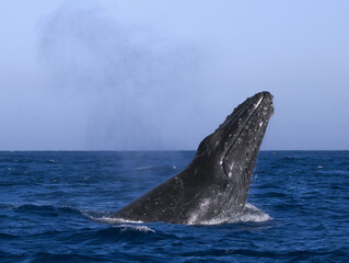 Canvas Print - humpback whale in the sea, humpback face 