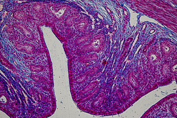 Wall Mural - Showing Light micrograph Type of Tissue Human under the microscope in Lab.