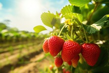 Harvesting Of Fresh Ripe Big Organic Red Strawberry Fruit In Garden. Banner With Strawberry Plants In A Planthouse.
