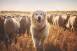Portrait of a dog herding sheep in the field