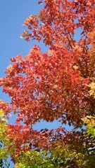 Wall Mural - Red leaves on a tree