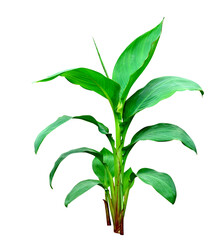 green leaves pattern,leaf cannaceae tree isolated