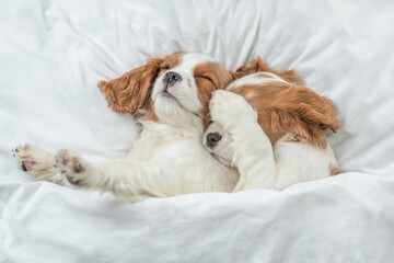 Poster - Two Cavalier King Charles Spaniel puppies sleep together on a bed at home. Top down view