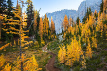 Amazing Autumn Alpine Landscape With Colorful Redwood Forest And Spectacular Yellow Larch Trees. Hiking Trail Near North Cascades National Park 