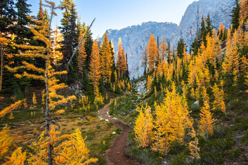 Amazing autumn alpine landscape with colorful redwood forest and spectacular yellow larch trees. Hiking trail near North Cascades National Park 