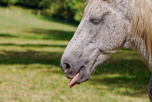 Black & White Speckled Horse With Their Tongue Out