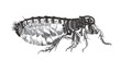 Human flea (Pulex irritans). Doodle sketch. Vintage vector illustration.
