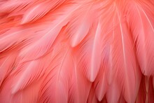 Close Up Of Flamingo