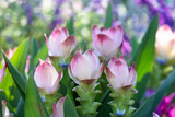 Fototapeta Tulipany - たくさん咲いたピンクのクルクマの花