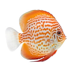 Wall Mural - discus fish isolated on transparent background,transparency 