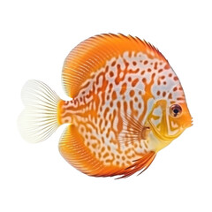 Wall Mural - discus fish isolated on transparent background,transparency 