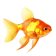 Wall Mural - Goldfish isolated on transparent background,transparency  