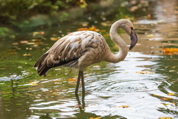 Wall Mural - Pink flamingo in the water. The flamingo has water drops on it.