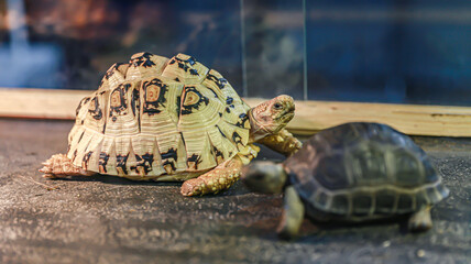 Two turtles are focused and one is blurred. The turtle is very beautiful