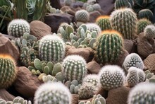 A Cluster Of Tightly-packed Cacti Competing For Space