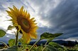 © altitudevisual - sunflower turning toward the sun after a storm