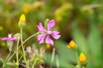 Wall Mural - catchflies. Flower group of Sweet William Catchfly ( Silene armeria ) that blooms a lot of magenta pink flowers.Vivid Red campion or Red catchfly flowers in spring season. weed silene Eurasia