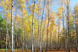 Fototapeta Las - Birch Grove in autumn forest in sunny day in Nature Park 