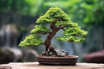 Poster - close-up of a bonsai tree