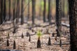 re-growth in a burnt forest