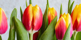 Fototapeta Tulipany - spring tulip flowers in a row 