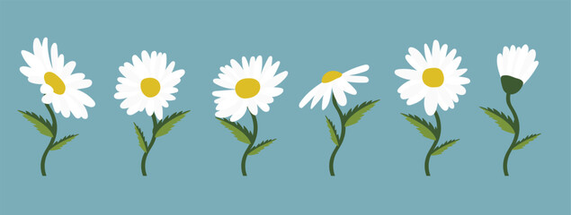 Daisy flower background.Eps 10 vector.