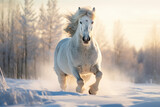 Fototapeta Konie - white horse running in snow