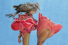 A Young Turtledove Is Foraging On A Torch Ginger Flower That Is In Full Bloom. This Bird Has The Scientific Name Geopelia Striata.