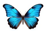 Fototapeta Motyle - A Blue Butterfly. Сoncept A Blue Butterfly, Floral Arrangements, Nature's Beauty, Wings Of Wonder